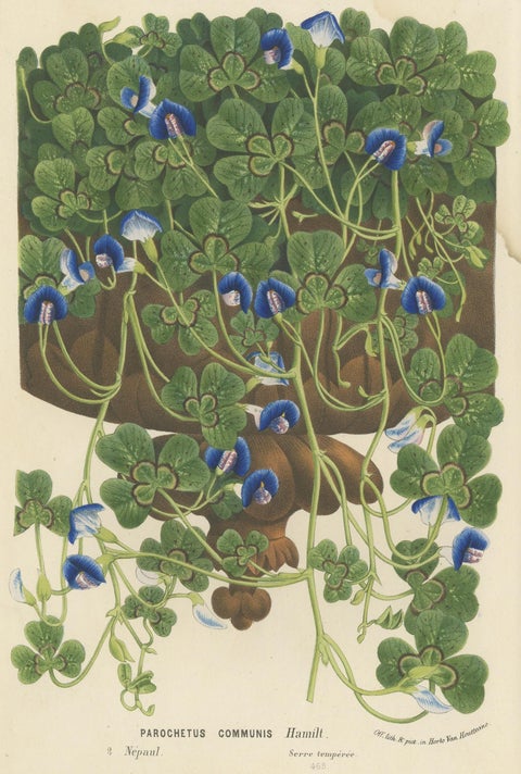 Antique Botany Print of the Parochetus Communis by Van Houtte, circa 1862, view 3