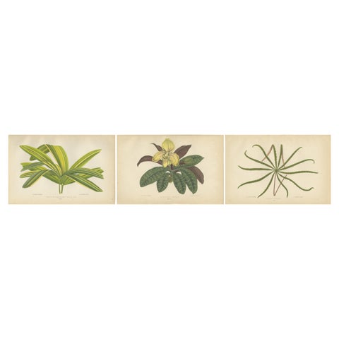 Trio of Elegance: Vintage Botanical Prints, Published in 1880