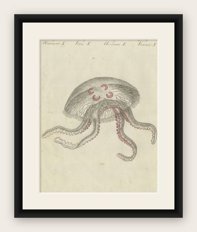 Eared Jellyfish: Detailed Engraving from Bertuch's Children's Encyclopedia, 1805, shown framed