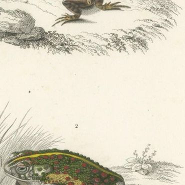 Set of 3 Antique Prints of Frogs and Toads, close-up 2