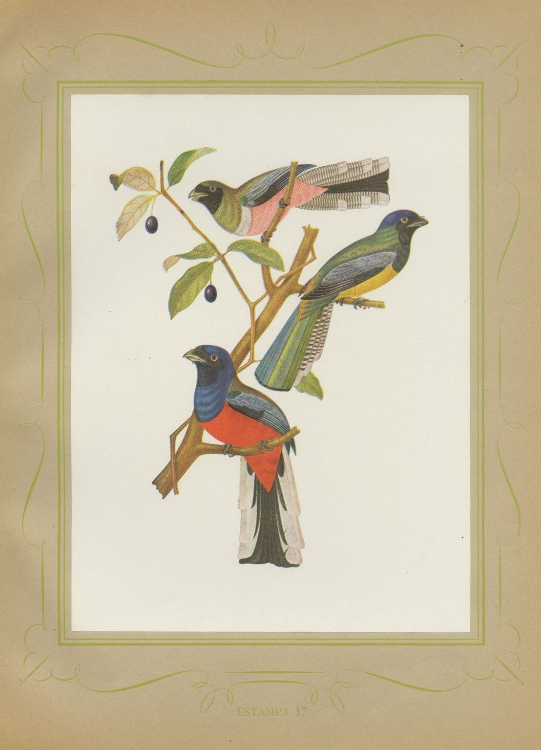 Trogons and Jays, Brazilian Bird Print, Descourtilz, 1944