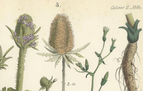 Hand-Colored Botanical Lithograph of Teasel and Chicory, Calwer, 1854, close-up 3