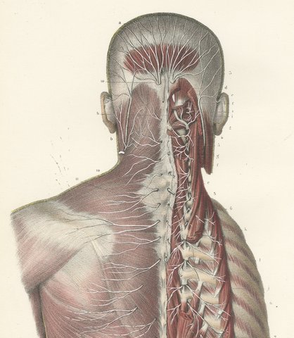 Nerves of the Whole Back, Hirschfeld Double Folding Plate, 1866, view 3