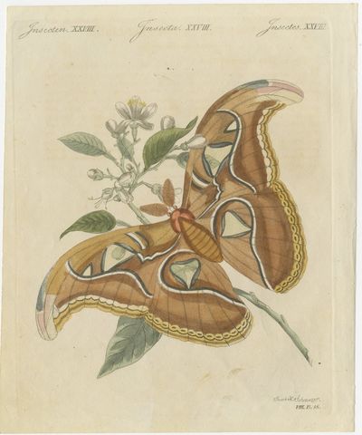 Atlas Moth on a Flowering Branch, Antique Bertuch Print, Vienna, circa 1805, view 2
