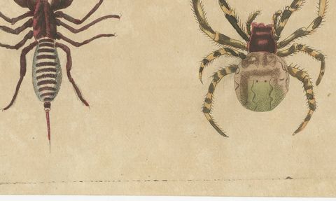 Whip Scorpion, Tarantula and Red Mite, Antique Bertuch Print, circa 1820, close-up 2