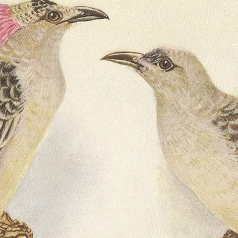 Antique Print of the Great Bower Bird and the Satin Bower Bird '1950', close-up 1
