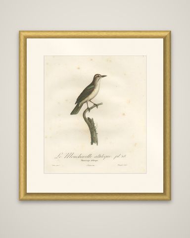 The Black-Whiskered Vireo, An 1807 Large Hand-Colored Ornithological Print, shown framed