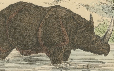 Large Mammals Print: Elephant, Rhino, Hippo & Tapir, Antique 1867, close-up 2