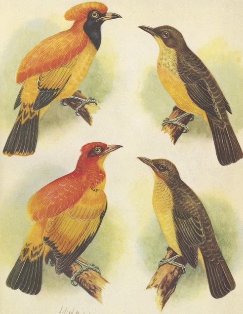 Antique Print of the Golden Bird and the Yellow-Throated Golden Bird, 1950, view 4