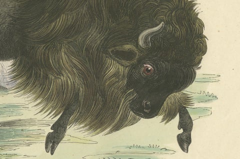 Der Bison (American Bison) - Hand-Colored Zoological Print, Circa 1840, close-up 1