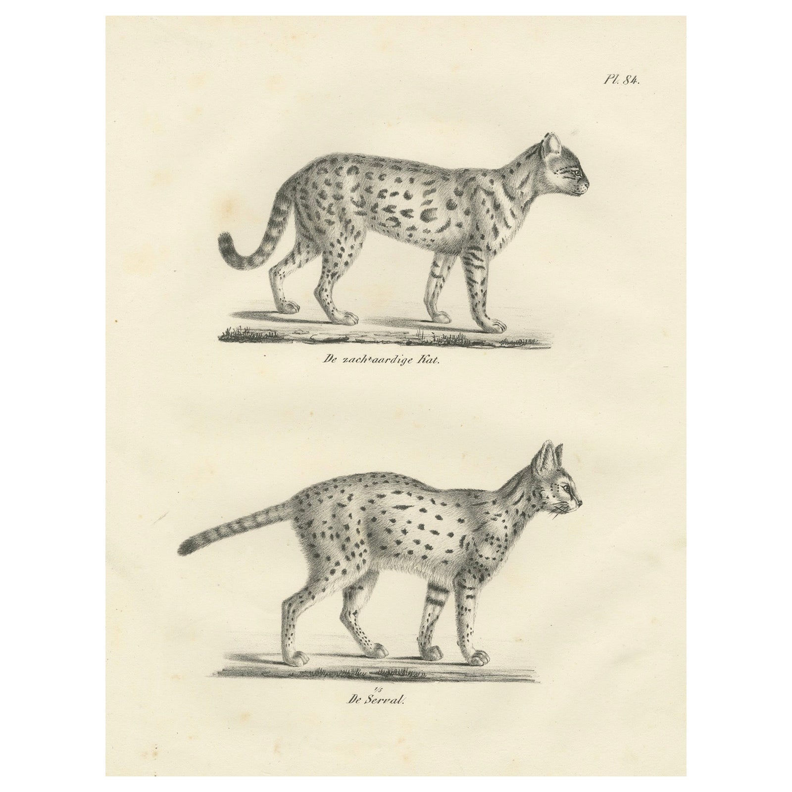 19th-Century Lithograph of the Gentle Cat and the Serval in Elegant Poses
