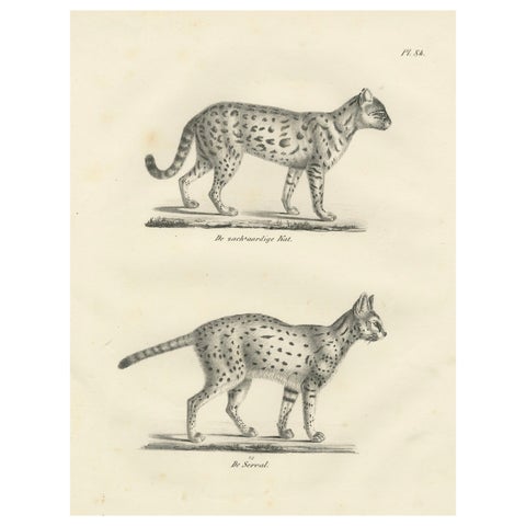 19th-Century Lithograph of the Gentle Cat and the Serval in Elegant Poses