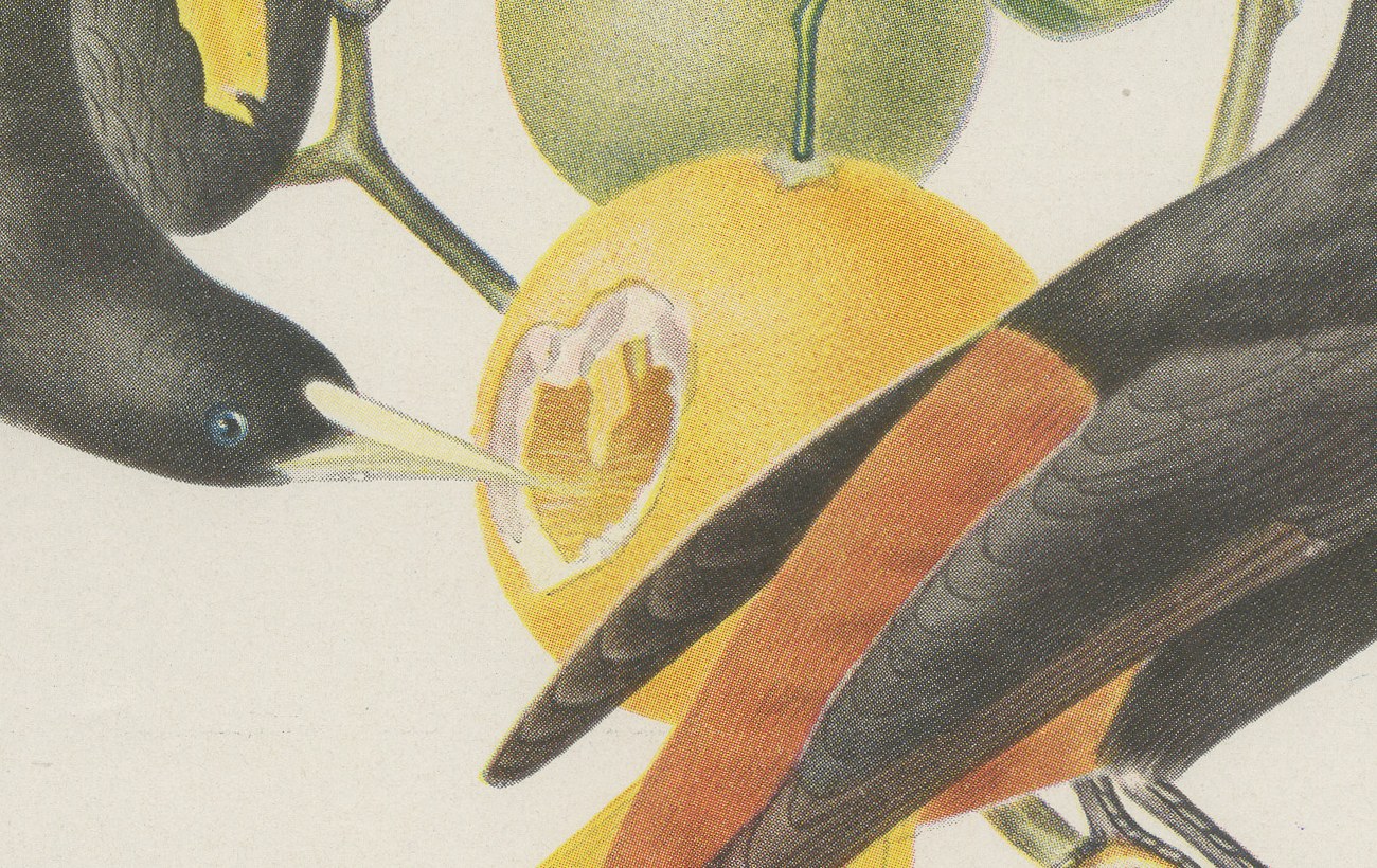 Orioles and Caciques, Brazilian Bird Print, Descourtilz, 1944, view 4