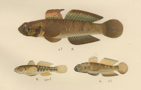 Viviparous Blenny, Wolf Fish, and Black Goby - Exquisite Scandinavian Fish Litho, close-up 2