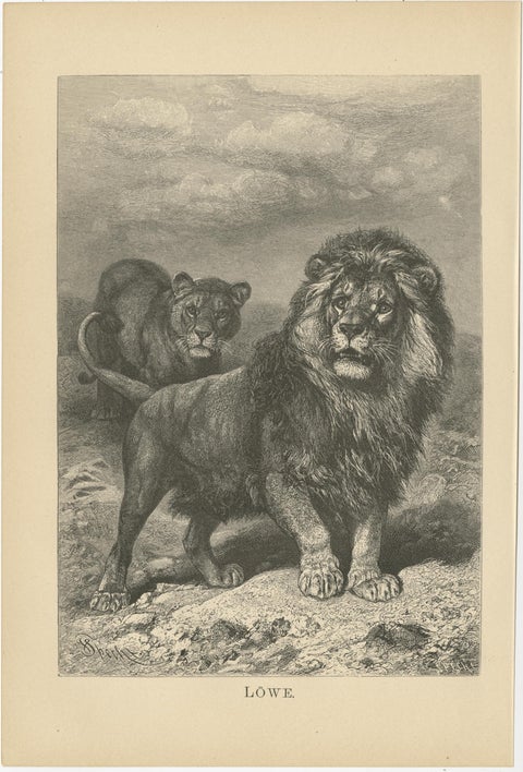 Set of 3 Antique Animal Prints, Mongoose, Lion, Caracal, by Brehm, 'c.1890', view 3
