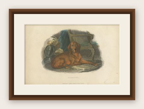 Antique Print of a Hound Dog by Pittman, 'circa 1835', shown framed