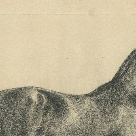 Antique Arabian Horse Lithograph “Aga” by August Jäger, 1846, close-up 6