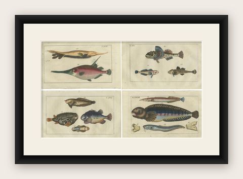 Set of 4 Antique Fish Prints - Snake Blenny - Lumpfish - Snipefish, shown framed