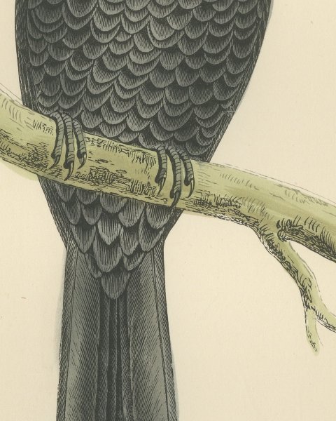 Ring Ouzel on a Lichened Branch, Hand Colored Bird Plate, Morris, 1896, close-up 2