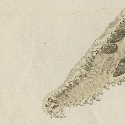 Crocodile with a Study of Its Skull, Antique Bertuch Print, Vienna, circa 1809, close-up 4