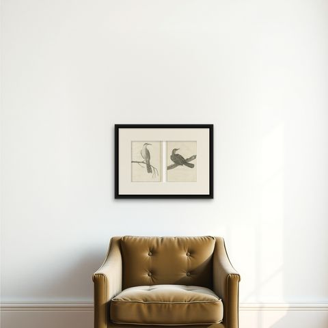 California Birds, Northern California Honeyeater & Port Français Thrush, c.1798, shown framed on a wall