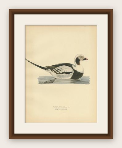 Antique Bird Print of a Male Long-Tailed Duck by Von Wright '1929', shown framed