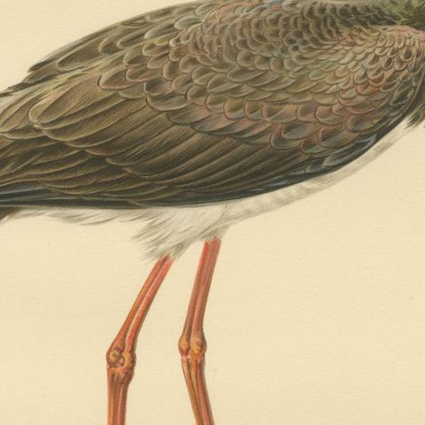 Black Stork Ciconia Nigra - Antique Scandinavian Bird Lithograph, 1929, close-up 6