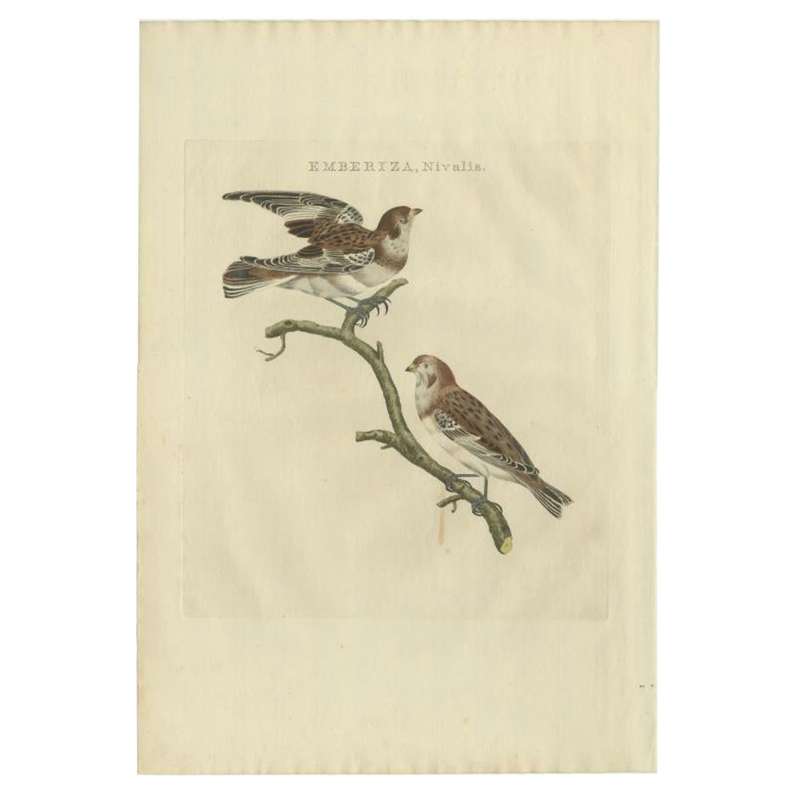 Emberiza nivalis, Antique Snow Bunting Print by Nozeman & Sepp, 1809