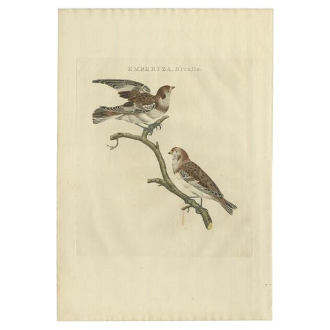 Emberiza nivalis, Antique Snow Bunting Print by Nozeman & Sepp, 1809