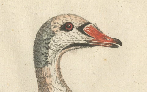 Hand-Colored Engraving of the Duck with a Grey Head by Johann Seligmann, ca.1770, close-up 4