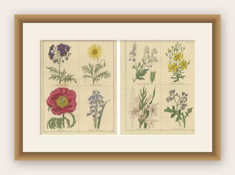 Botanical Flower Engravings from The Botanic Garden, London 1836, shown framed