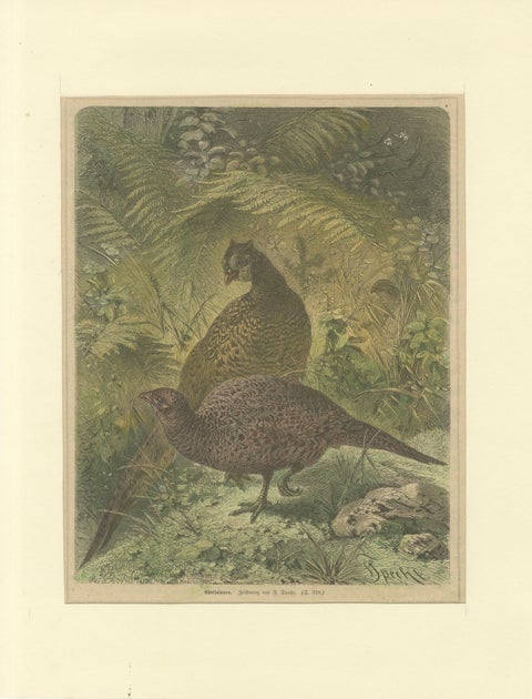 Illustration of Noble Pheasants (Edelfasanen)" by August Specht, 1870, view 2