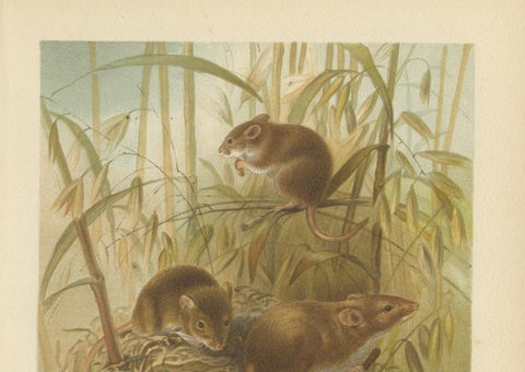 Harvest Mouse, Antique Natural History Chromolithograph, 1894, close-up 4