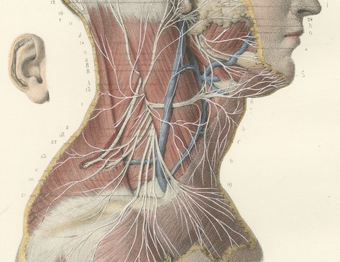 Superficial Nerves of the Face and Neck, Antique Hirschfeld Anatomy Print, 1866, view 4