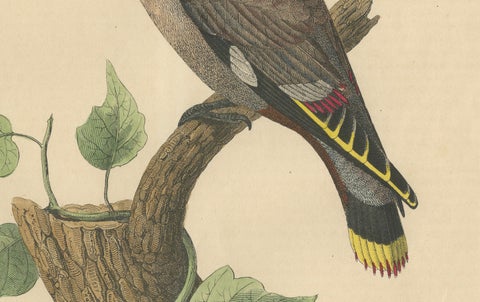 1846 Waxwing - Rare Hand-Colored Lithograph from Hoffmann's Book of the World, close-up 2