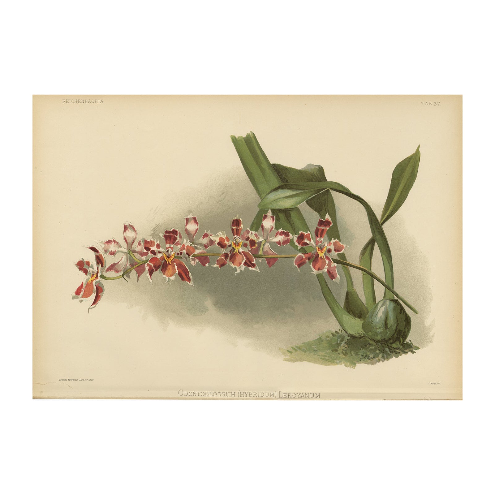Large Antique Botanical Print, Orchid Odontoglossum Hybridum Leroyanum, c.1888