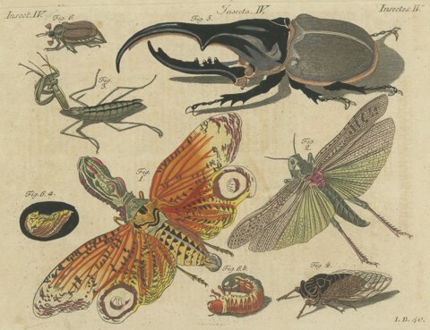 Hercules Beetle and Lantern Fly, Antique Bertuch Print, Vienna, circa 1805