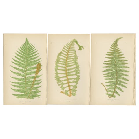 Antique Hand-Colored Fern Prints - Aspidium Filix-Mas Series, Botanical Art 1868