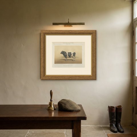 Breton Bull, French Cattle Breed, Antique Chromolithograph by Borie, 1863, shown framed on a wall