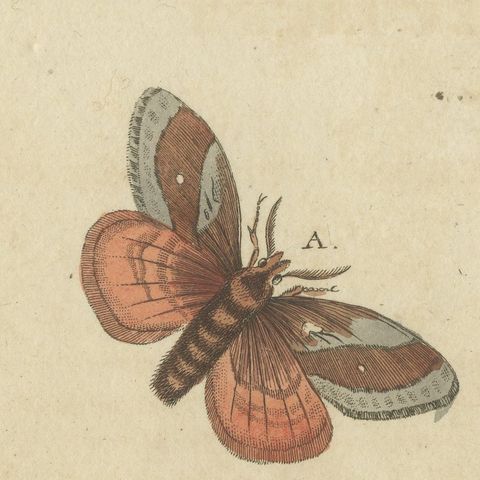 Moth Life Cycles with Caterpillars, Antique Bertuch Print, circa 1815, close-up 6