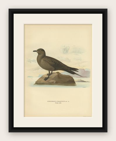 Antique Bird Print of the Parasitic Jaeger by Von Wright, 1929, shown framed