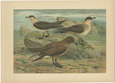Lithographs of European Seabirds, Gulls, Terns, Skuas, Geese and Gannets, 1890, view 3