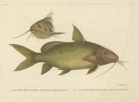 Antique Fish Print of the Synodontis Membranacea and Pimelodus Clarias, 1809, view 4