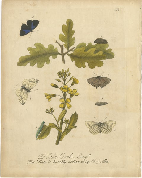 Butterfly Life Cycle on Oak & Wallflower, Albin Hand-Colored Engraving, 1720, view 2