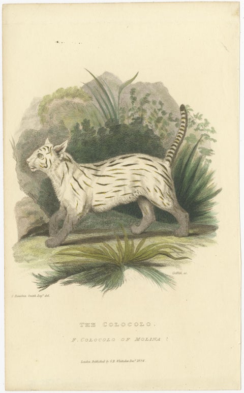Antique Print with Hand Coloring of a Pampas Cat, view 2