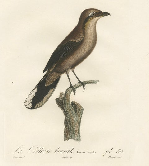 An 1807 Large Hand-Finished Ornithological Study of a Northern Shrike, close-up 4