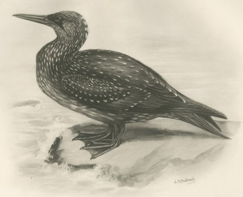 Young Gannet in Speckled Juvenile Plumage after Lilian Medland, c. 1909, close-up 1