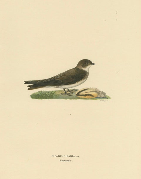 Riparia Riparia - Hand-colored Sand Martin Lithograph by M. von Wright, 1927, close-up 4