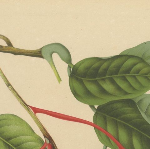 Original Antique Botanical Chromolithograph of Pride of Burma, c. 1880, close-up 5