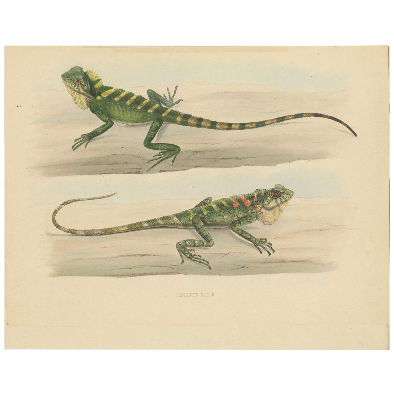 Antique Herpetological Print: Illustration of Green Crested Lizards, 1837